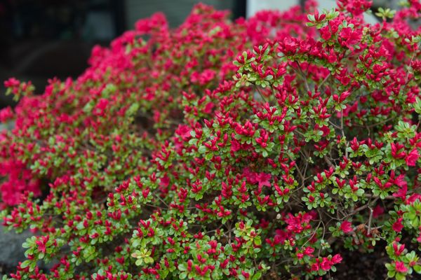 Cost of Weigela Removal Service in Des Moines