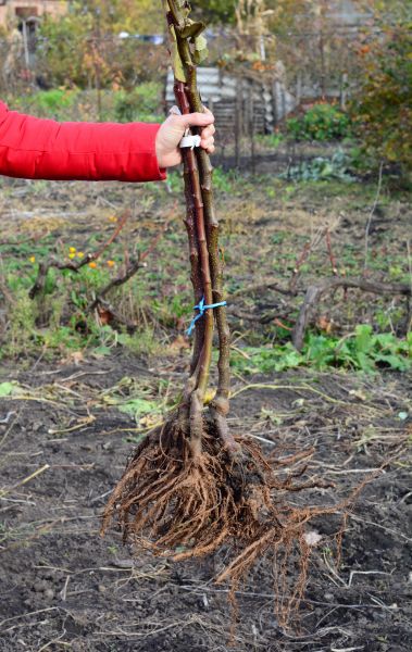 Cost of Shrub Root Removal in Des Moines