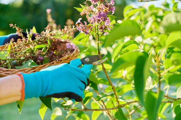 Cost of Lilac Trimming Service in Des Moines
