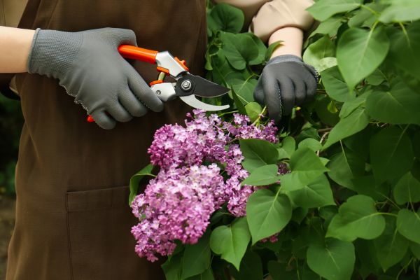 Cost of Lilac Pruning Service in Des Moines