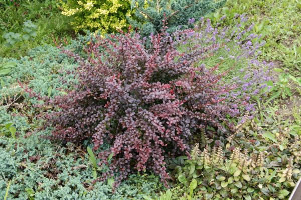 Cost of Japanese Barberry Removal in Des Moines