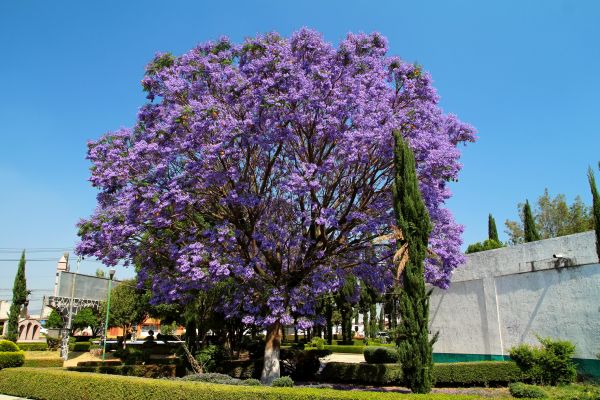 Cost of Jacaranda Pruning in Des Moines