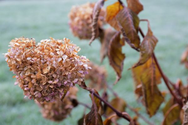 Cost of Hydrangea Removal in Des Moines