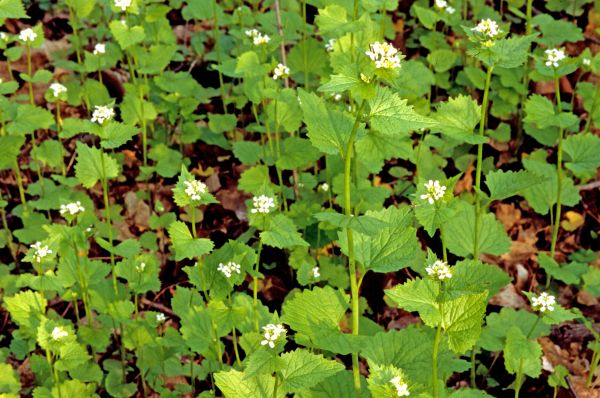 Cost of Garlic Mustard Removal in Des Moines