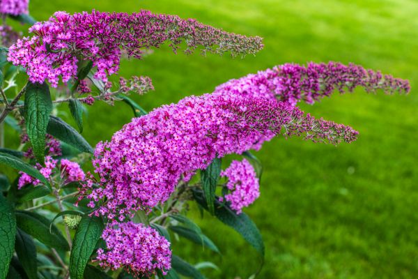 Cost of Butterfly Bush Removal in Des Moines