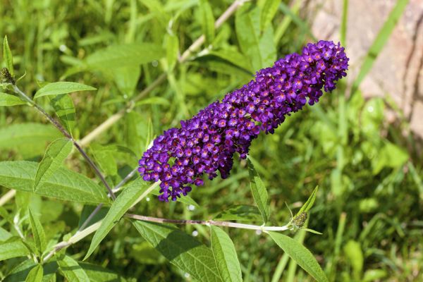Cost of Butterfly Bush Pruning in Des Moines