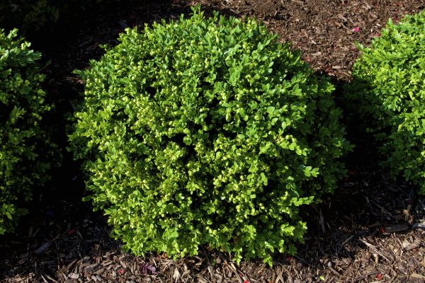 Cost of Boxwood Removal in Des Moines