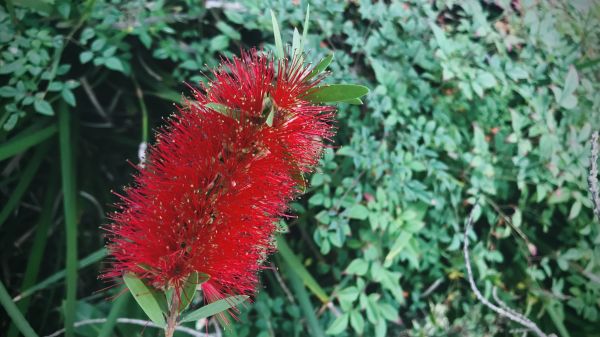 Cost of Bottlebrush Pruning in Des Moines