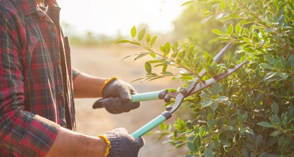 Cost of Shrub Pruning in Des Moines